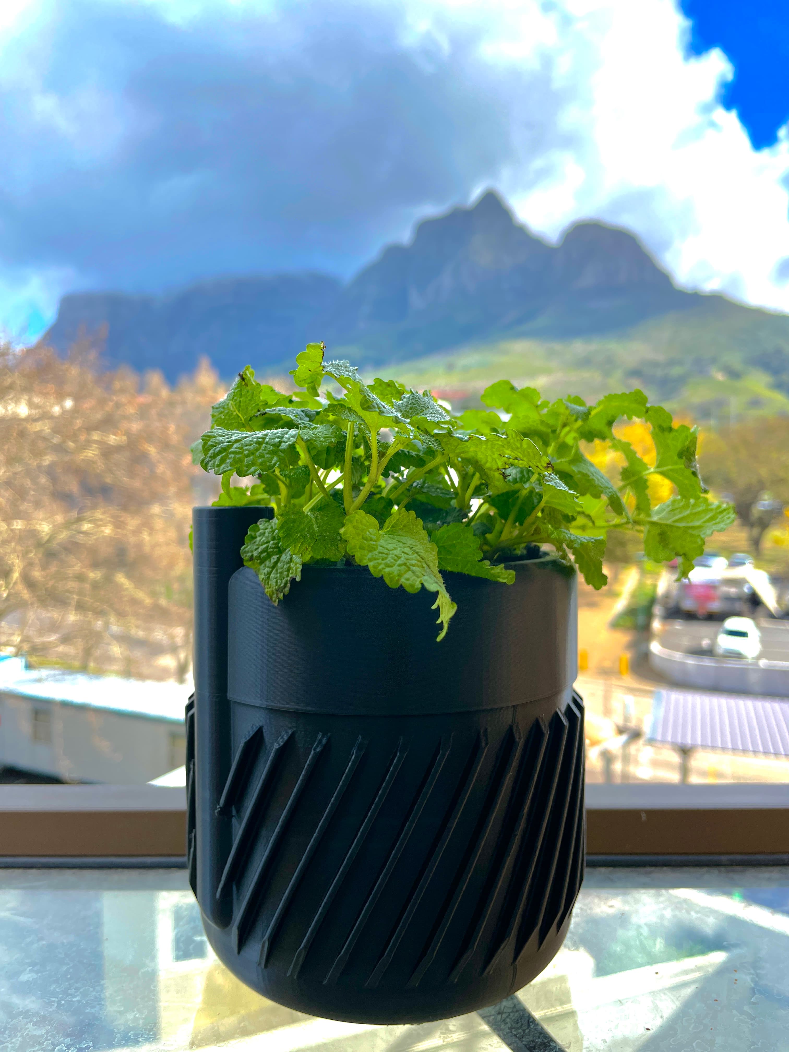 Black planter with green leaves in front of mountains and a cloudy sky